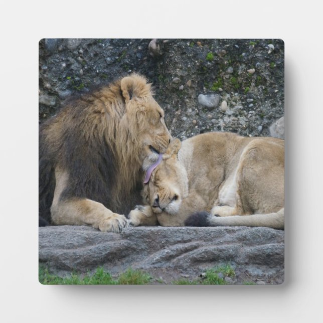 Mighty Lion Love Plaque (Front)
