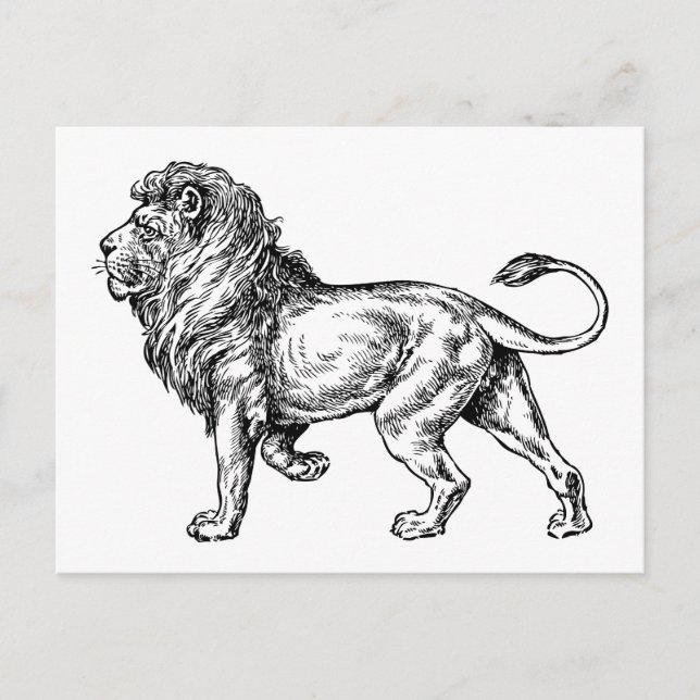 Mighty Lion Sketch Postcard (Front)