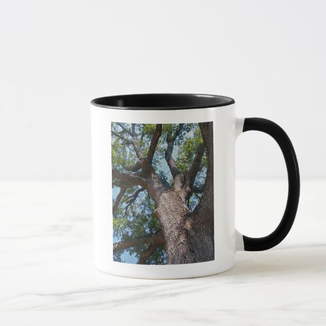 Mighty Oak Mug (Right)