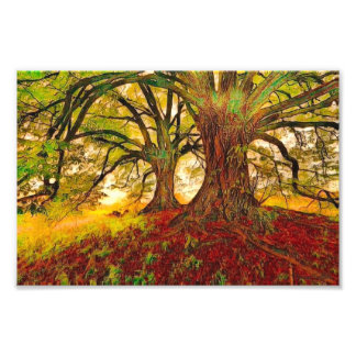 Mighty Oak Photo Print