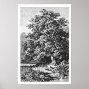 Mighty Oak Tree Vintage Black & White Poster