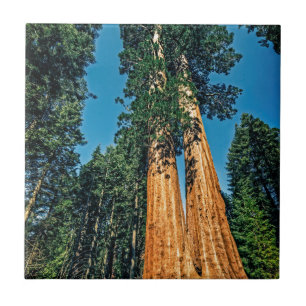 Mighty Redwood Ceramic Tile