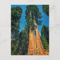 Mighty Redwood