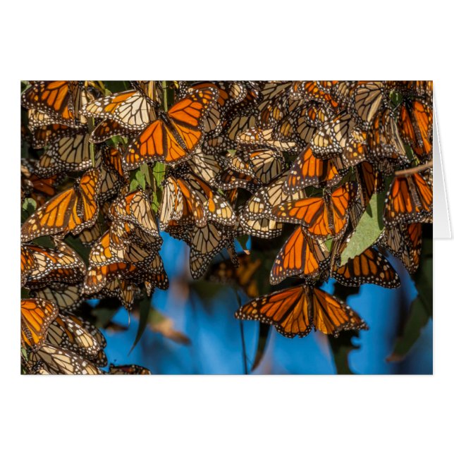 Migrating monarch butterflies cling to leaves (Front Horizontal)