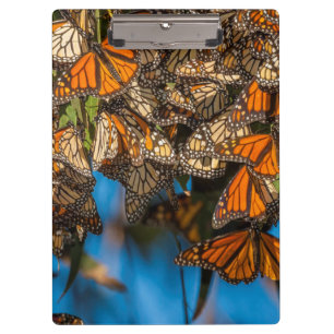 Migrating monarch butterflies cling to leaves clipboard