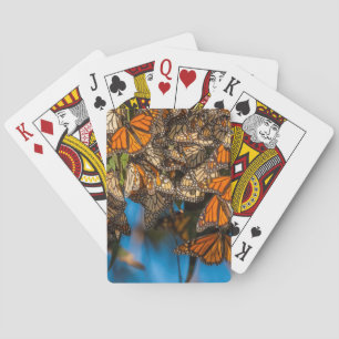 Migrating monarch butterflies cling to leaves playing cards