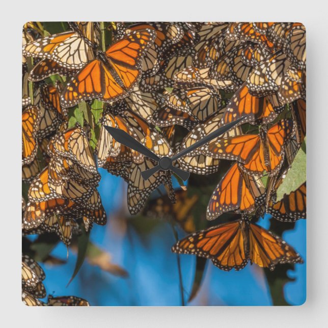 Migrating monarch butterflies cling to leaves square wall clock (Front)