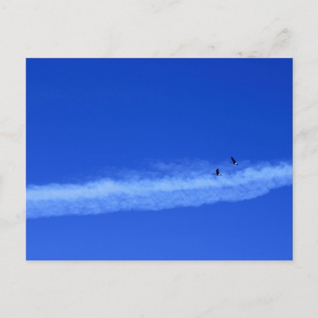 Migrating Pair of Geese Postcard (Front)