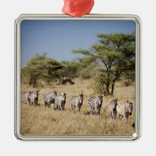 Migrating zebra, Tanzania Metal Tree Decoration