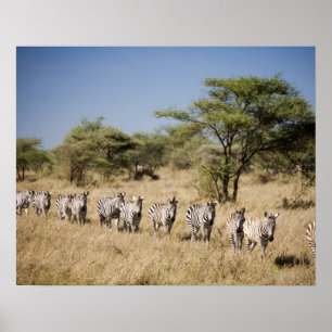 Migrating zebra, Tanzania Poster