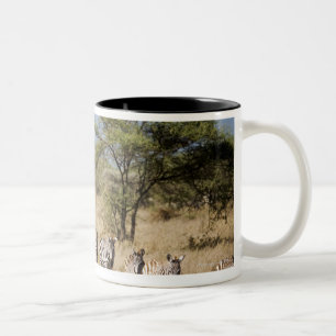 Migrating zebra, Tanzania Two-Tone Coffee Mug