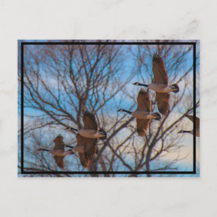 MIgration Postcard