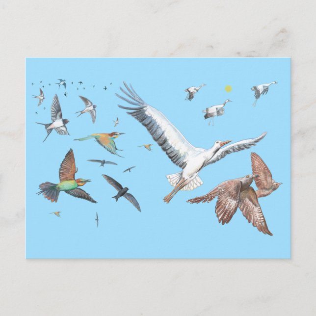 Migratory birds tracing their flights Illustration Holiday Postcard (Front)