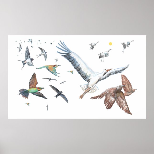 Migratory birds tracing their flights Illustration Poster (Front)