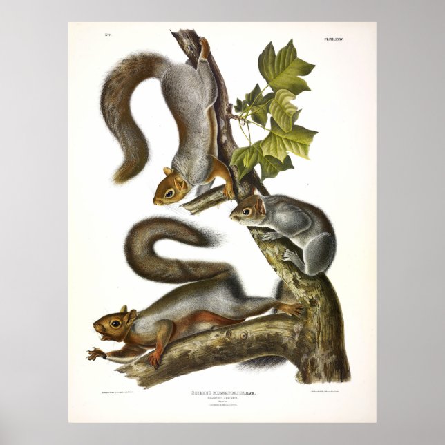 Migratory (Eastern Grey) Squirrel by Audubon Poster (Front)