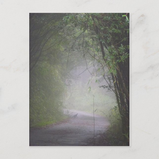 Mikado pheasant postcard (Front)