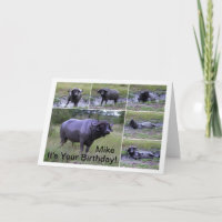 Mike Happy Birthday Cape Buffalo Mud Bath