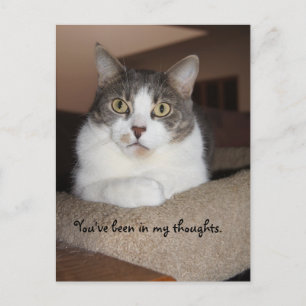 Mikey's Look Postcard