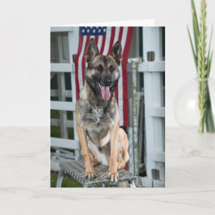 military dog card