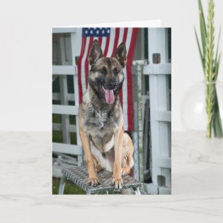 military dog card