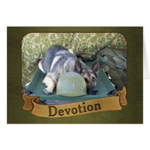 Military German Shepherd