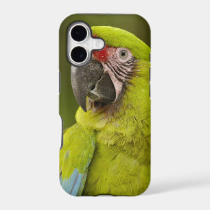 Military Macaw