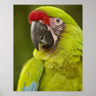 Military macaw (Ara militaris) CAPTIVE. Amazon Poster