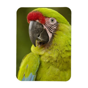 Military Macaw Magnet