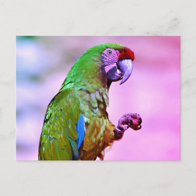 Military macaw perched postcard (Front)