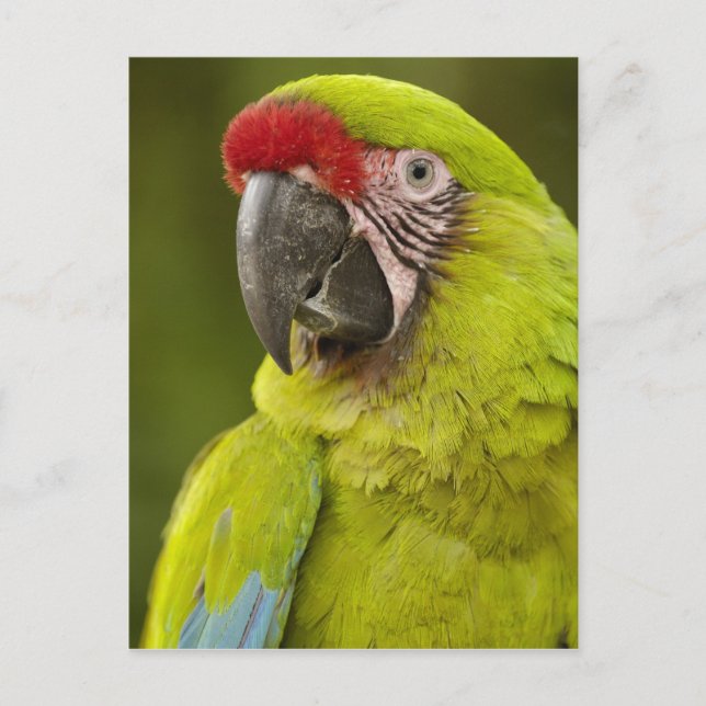 Military Macaw Postcard (Front)