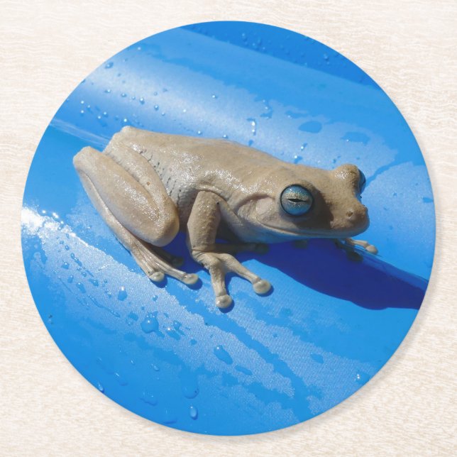 Milk Frog on a Pool Float Pulp Board Coaster (Front)
