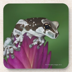 Milk Frog, Trachycephalus resinifictrix Coaster