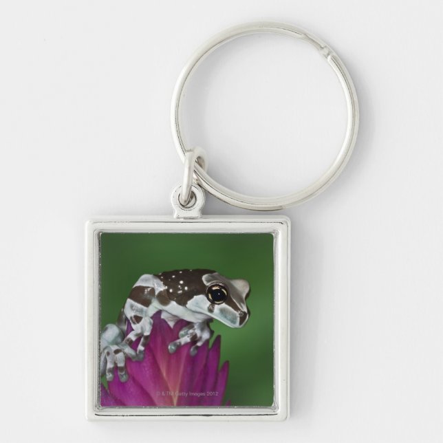 Milk Frog, Trachycephalus resinifictrix Key Ring (Front)