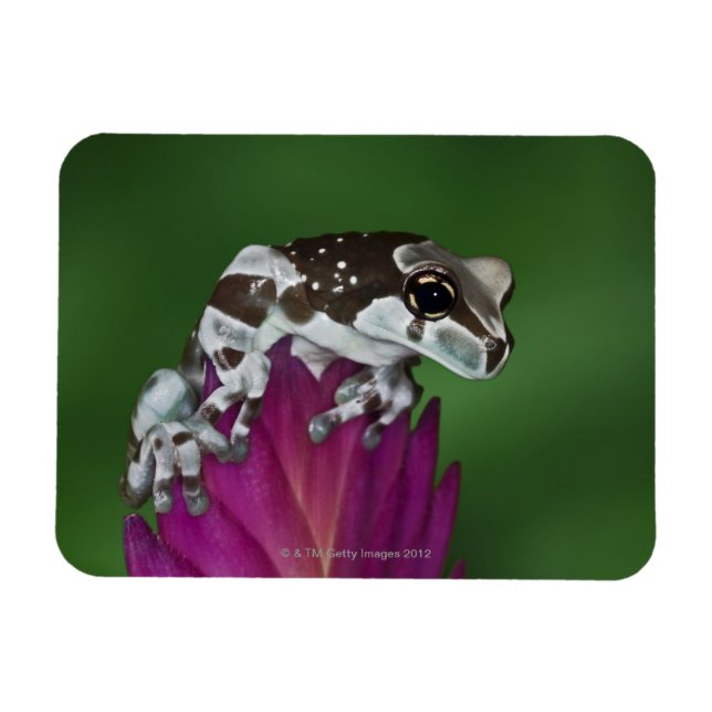 Milk Frog, Trachycephalus resinifictrix Magnet (Horizontal)