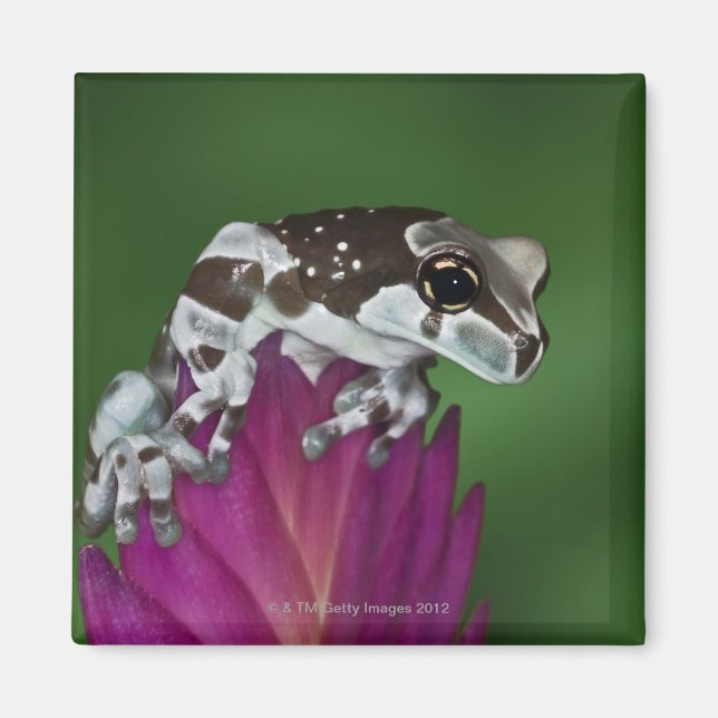 Milk Frog, Trachycephalus resinifictrix Magnet (Front)