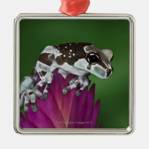 Milk Frog, Trachycephalus resinifictrix Metal Tree Decoration