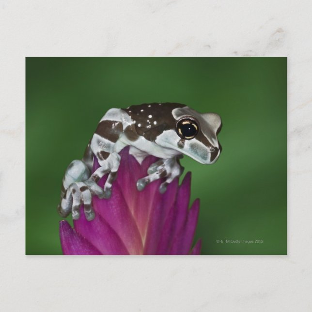 Milk Frog, Trachycephalus resinifictrix Postcard (Front)