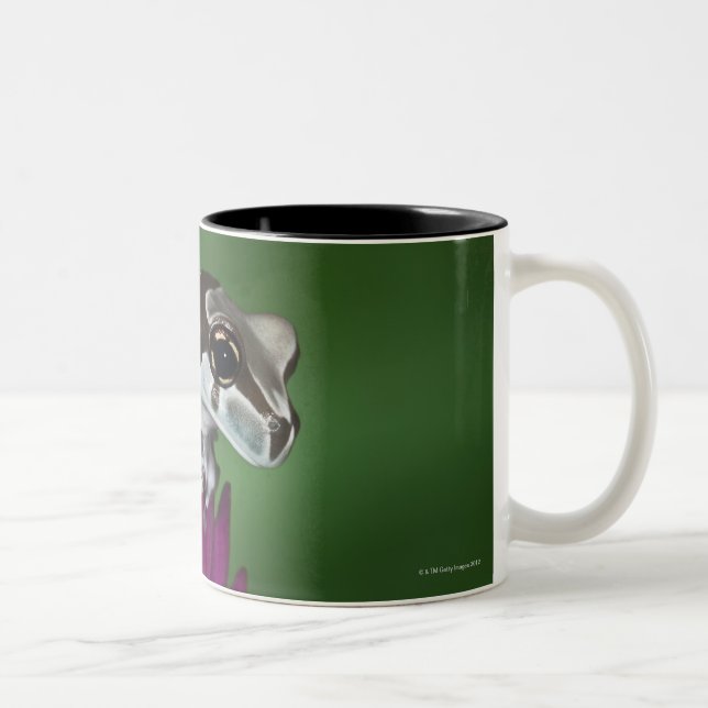 Milk Frog, Trachycephalus resinifictrix Two-Tone Coffee Mug (Right)
