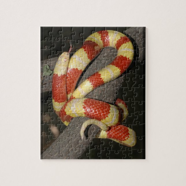 Milk snake jigsaw puzzle (Vertical)