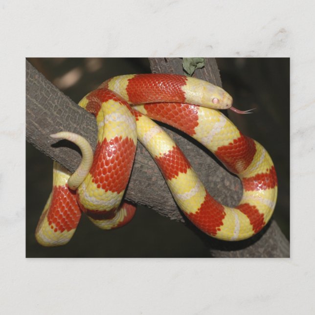 Milk snake postcard (Front)