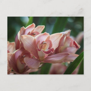 Milk Tea Orchid Postcard