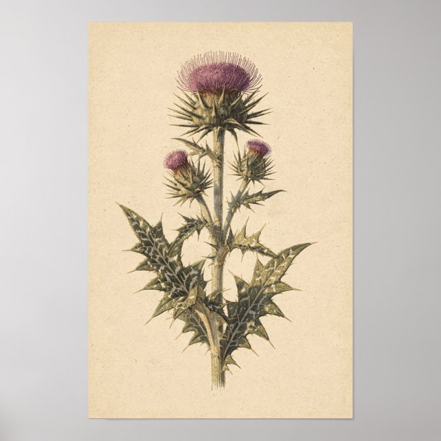 Milk Thistle Botanical Study | 12 × 18 Poster (Front)