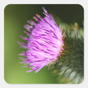 Milk Thistle Purple Wildflower Square Sticker