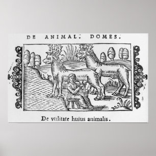 Milking reindeers poster