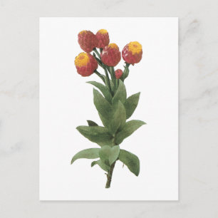 milkweed(Astelma eximium) by Redouté Postcard