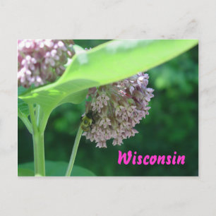 Milkweed Blooms Postcard