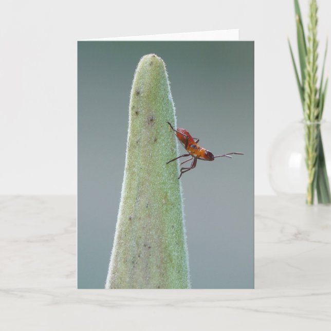 Milkweed Bug Nyph Card (Front)