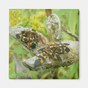Milkweed Bugs Family #1 Magnet