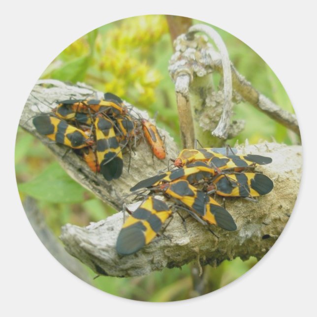 Milkweed Bugs Family #1 Stickers (Front)