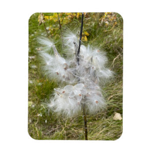 Milkweed Butterfly Flexible Magnet